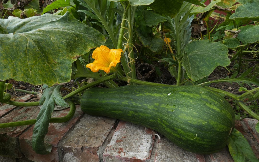 Delicious Zucchini – Recipe Inside!